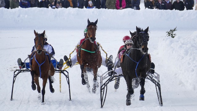 少林功夫熊 少林功夫熊